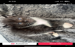Domestic Shorthair cats for sale: male kitten  - Image 6