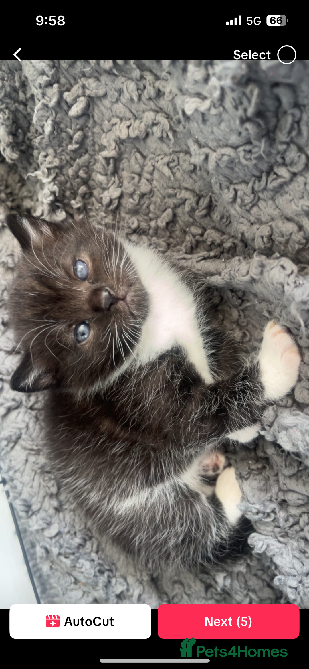 Domestic Shorthair cats for sale: male kitten  - Image 6