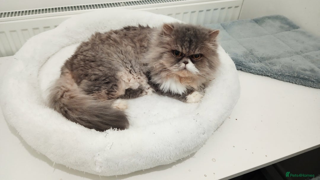 Persian cats for sale: Mother & daughter rehoming together pls - Image 11