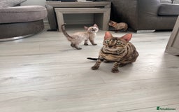 Bengal cats for sale: Stunning full pedigree bengal kittens  - Image 31