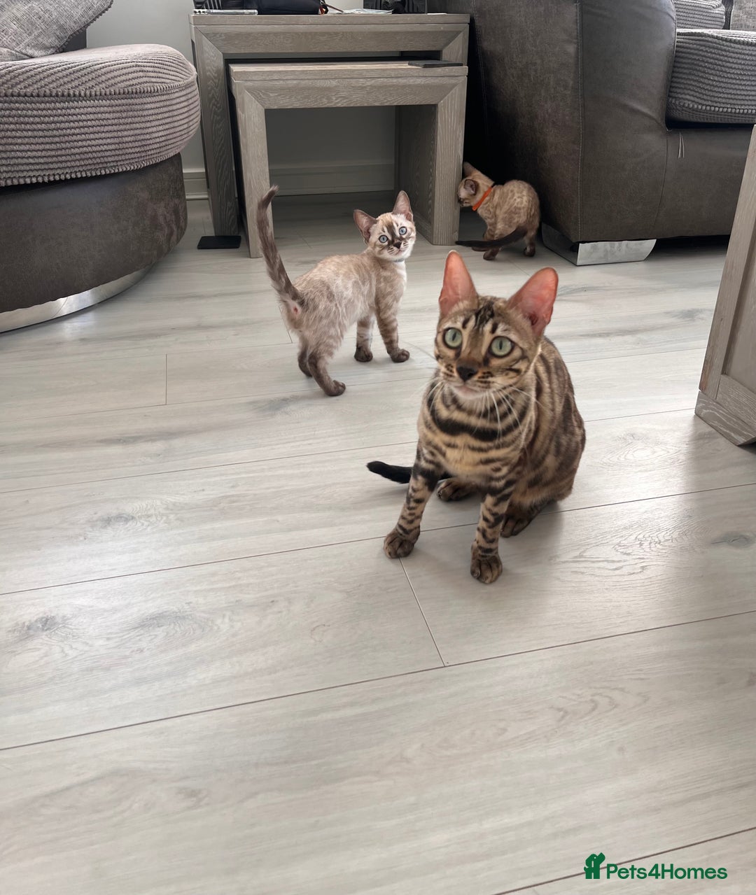 Bengal cats for sale: Stunning full pedigree bengal kittens  - Image 31