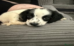 Cocker Spaniel dogs for sale: Buddy - Image 1