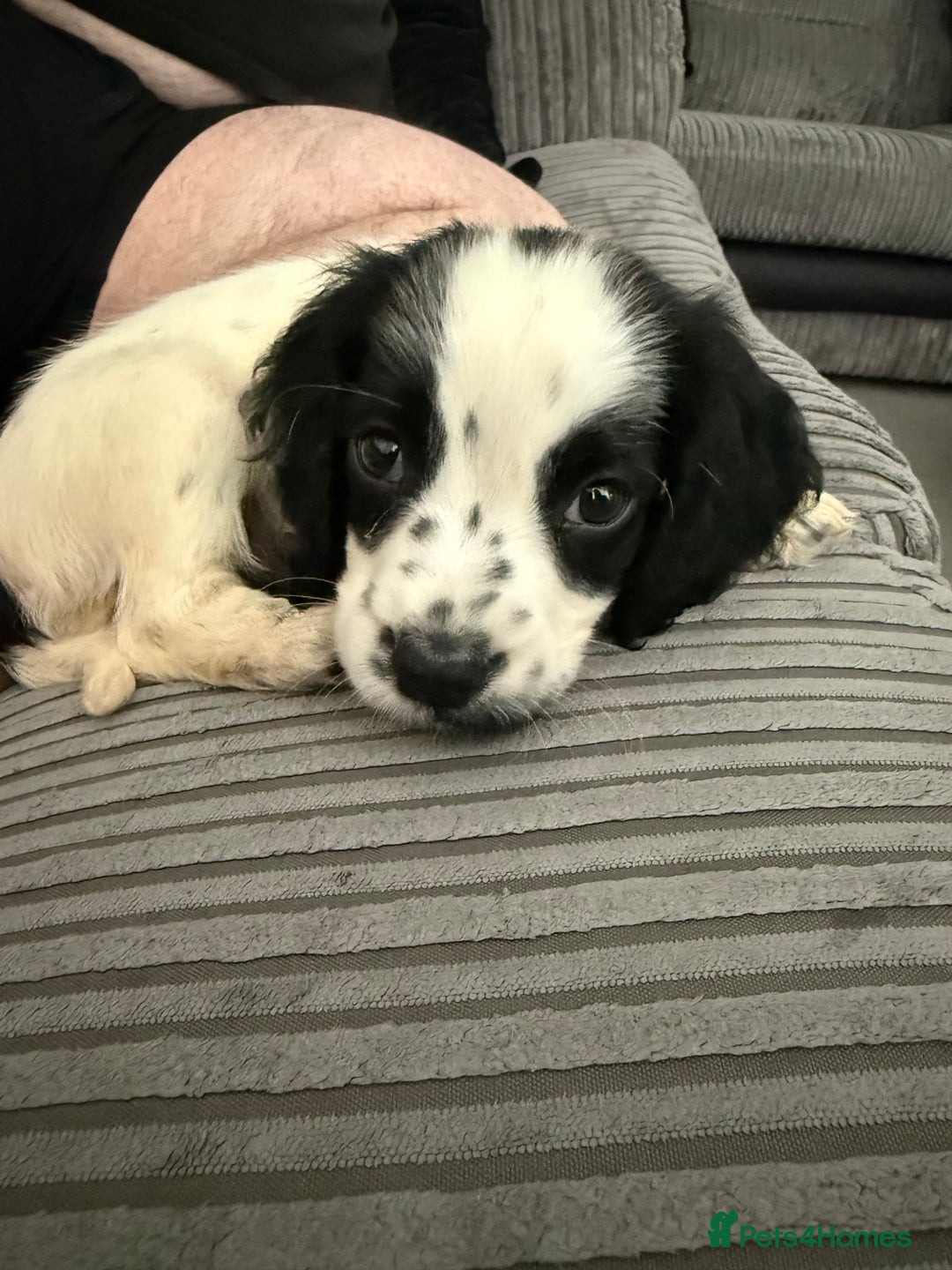 Cocker Spaniel dogs for sale: Buddy - Image 1