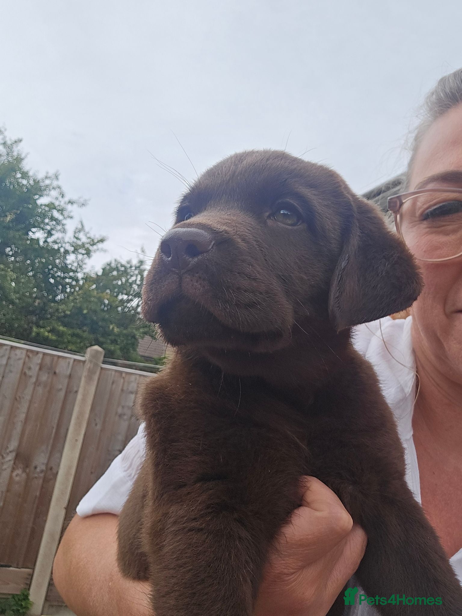 Labrador Retriever dogs Chunky Chocolate Puppies - Advert 2