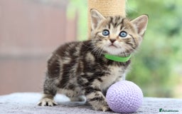 Mixed Breed cats for sale: Adorable Kittens Ready SOON - Image 10