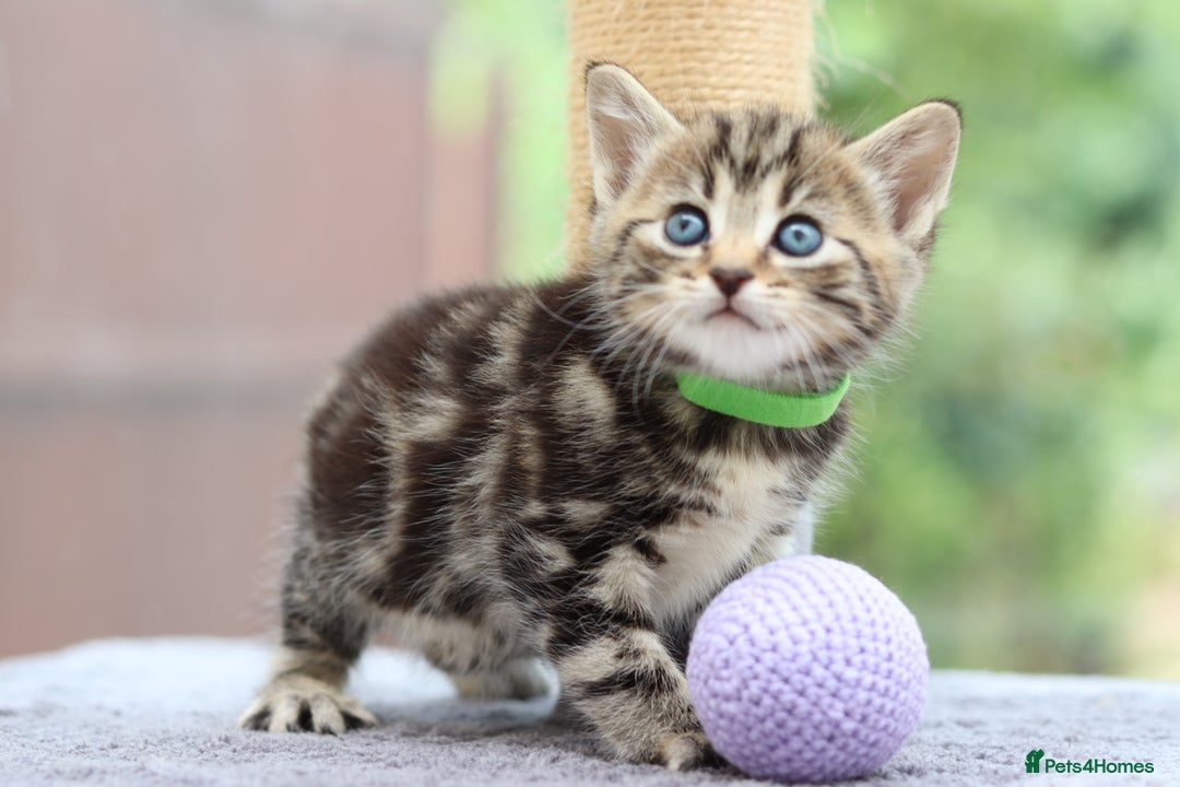 Mixed Breed cats for sale: Adorable Kittens Ready SOON - Image 10