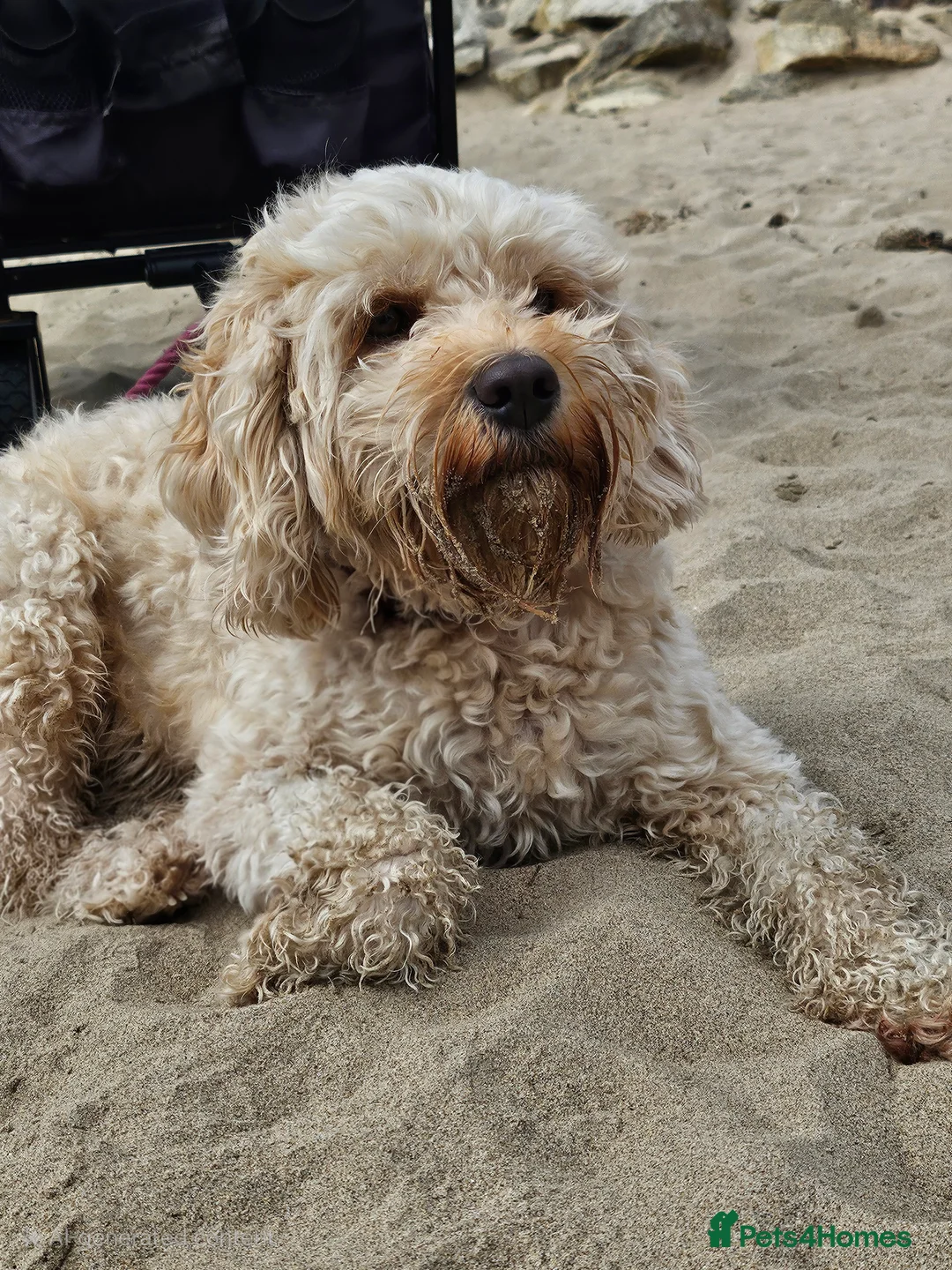 Cockapoo dogs for sale: 4 beautiful cockerpoo pups - Advert 3