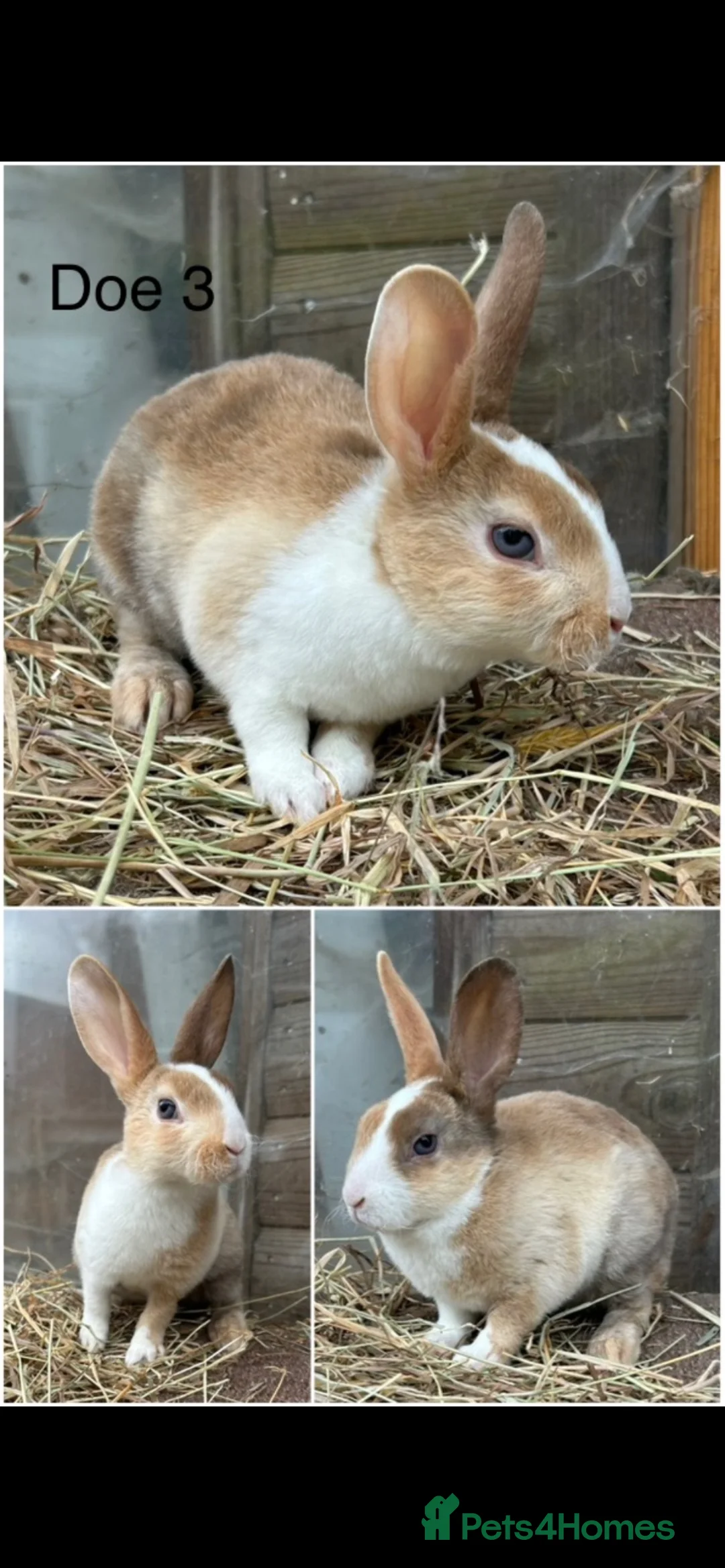 Rex rabbits for sale: Mini Rex rabbits  in Herne Bay - Advert 2