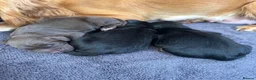 Cocker Spaniel dogs for sale: Stunning KC cocker pups from health tested parents in Chippenham - Advert 3