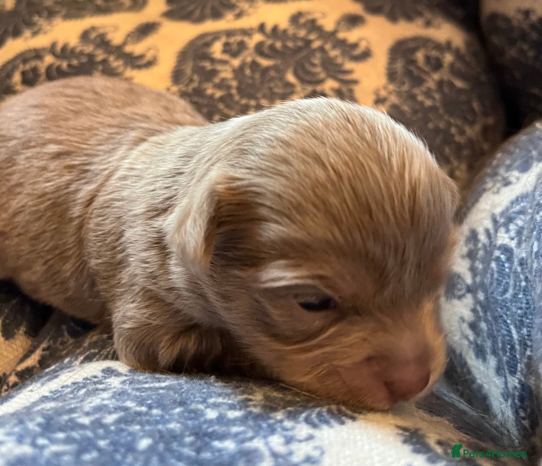 Chihuahua dogs for sale: chihuahua boy puppies  - Advert 15