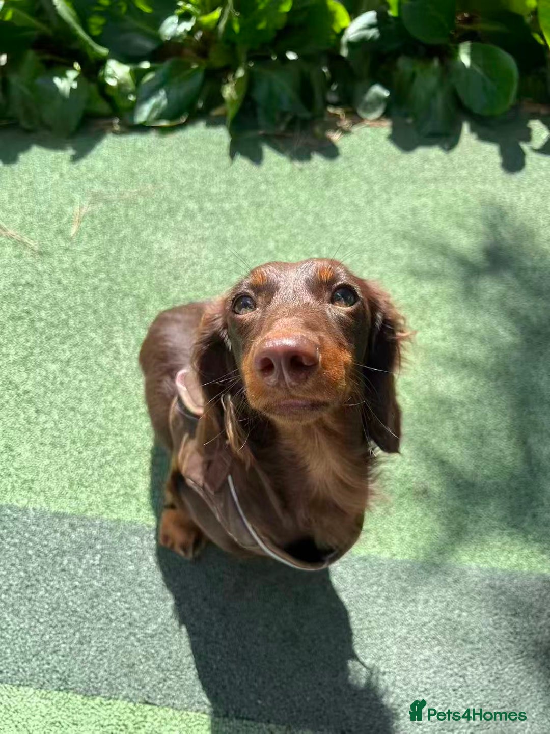 Miniature Dachshund dogs for sale: Long Hair Miniature Dachshund - Chocolate & Tan - Advert 2