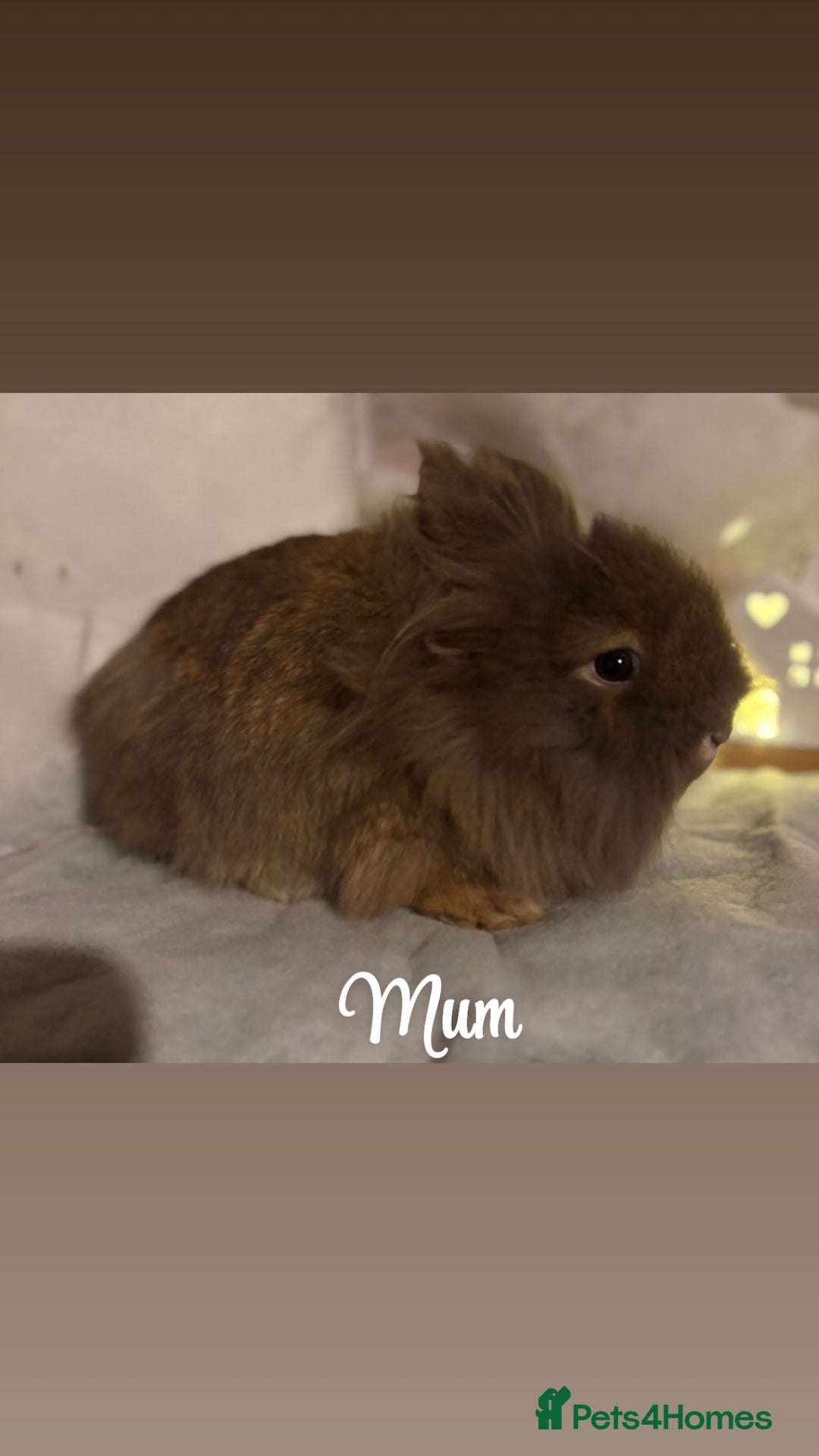 Lionhead rabbits for sale: Lion head babies  - Advert 7