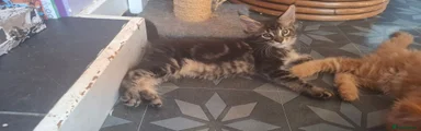 Black tabby boy 