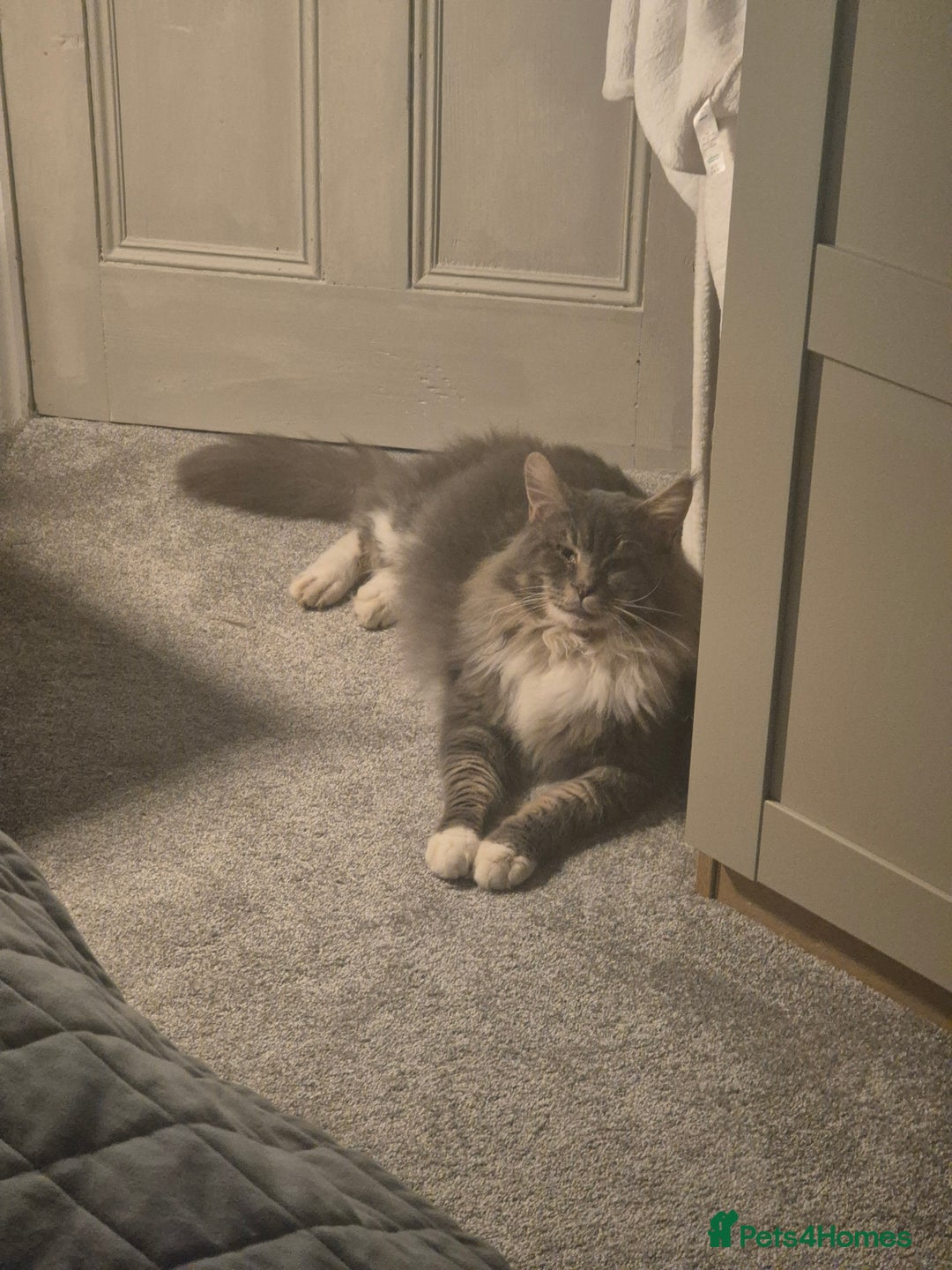 Maine Coon cats for sale: Gorgeous Registered Maine Coon Kittens - Advert 6