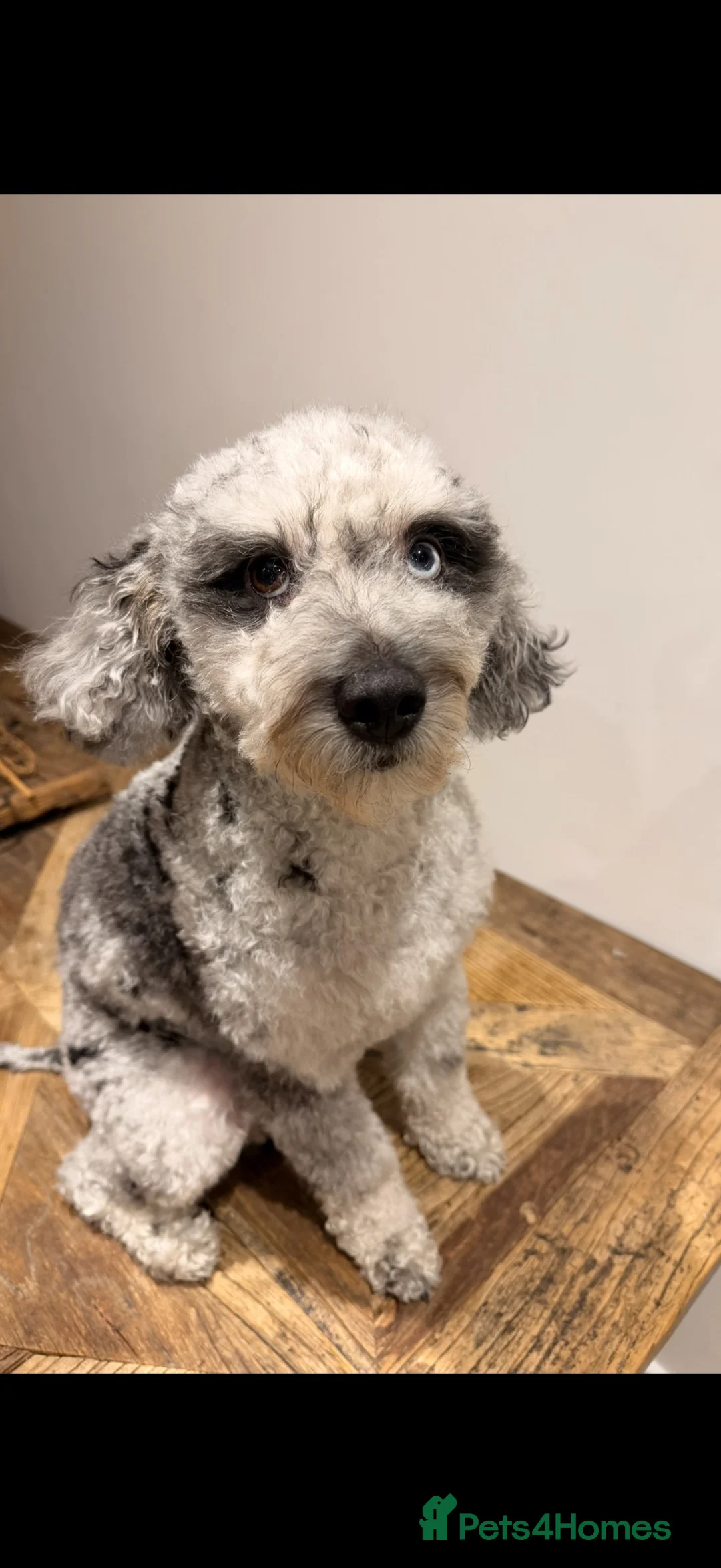 Cockapoo dogs for sale:  cockapoo litter f2 in Scunthorpe - Advert 23