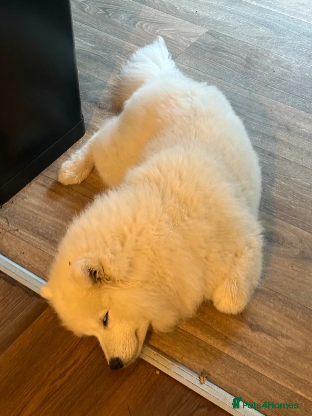 Samoyed dogs for sale: Tofu-Rose - Advert 11