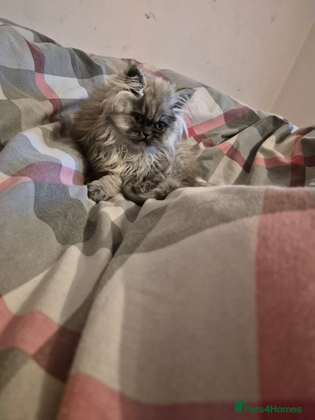 Persian cats for sale: 2 beautiful females  - Advert 6