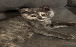 British Shorthair cats for sale: Adorable kittens READY NOW in Wakefield - Image 6