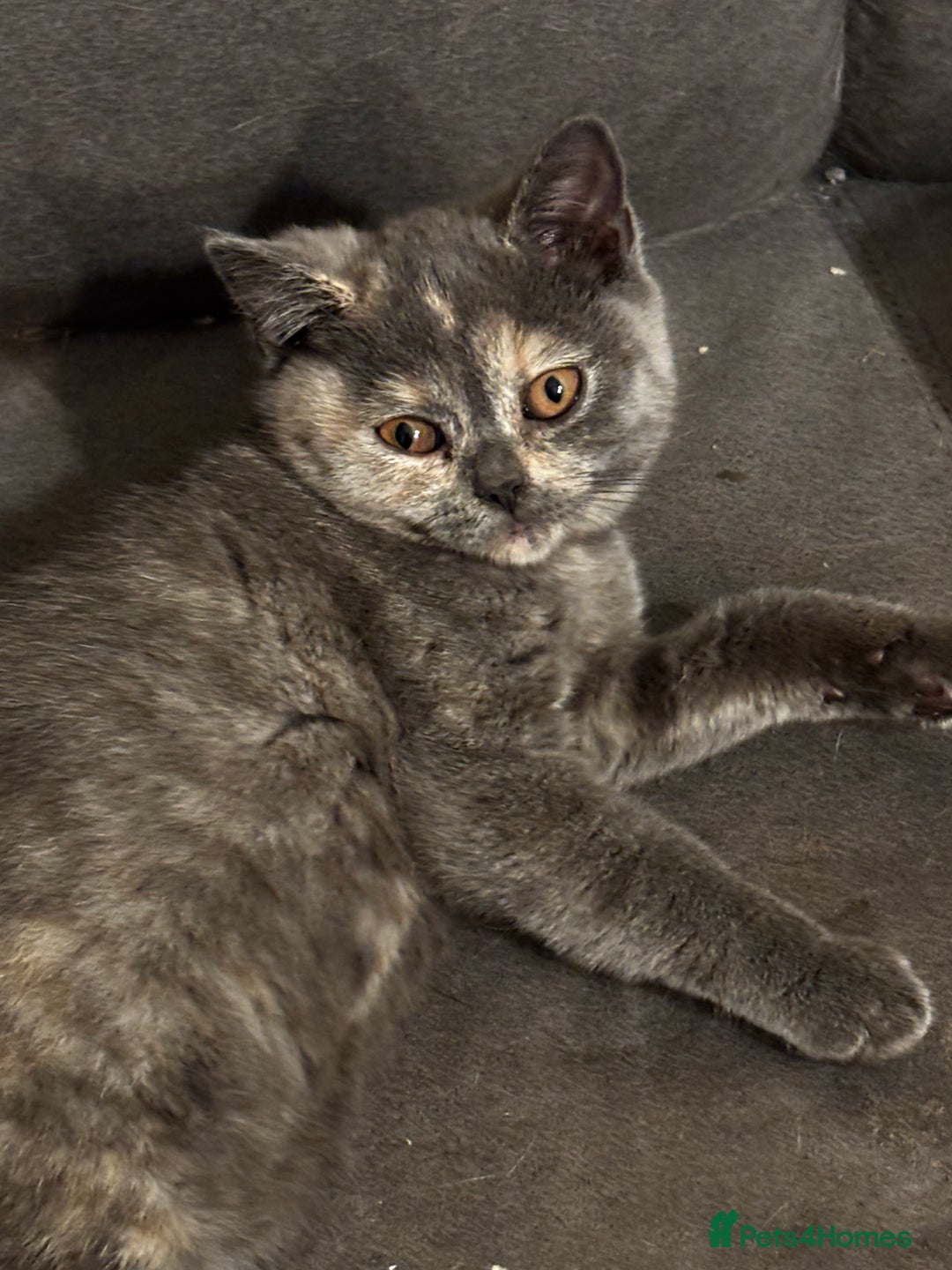 British Shorthair cats for sale: Adorable kittens READY NOW in Wakefield - Image 6