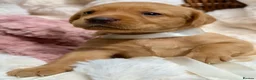 Labrador Retriever dogs for sale: Fox Red KC Registered Labrador Puppies🐾 in London - Advert 7