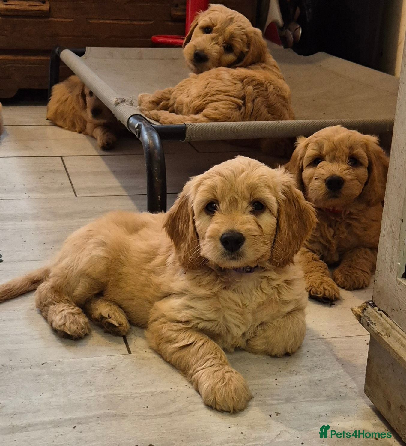 Mini Goldendoodle dogs F1B Goldendoodle Golden & red doodles puppy's - Advert 1