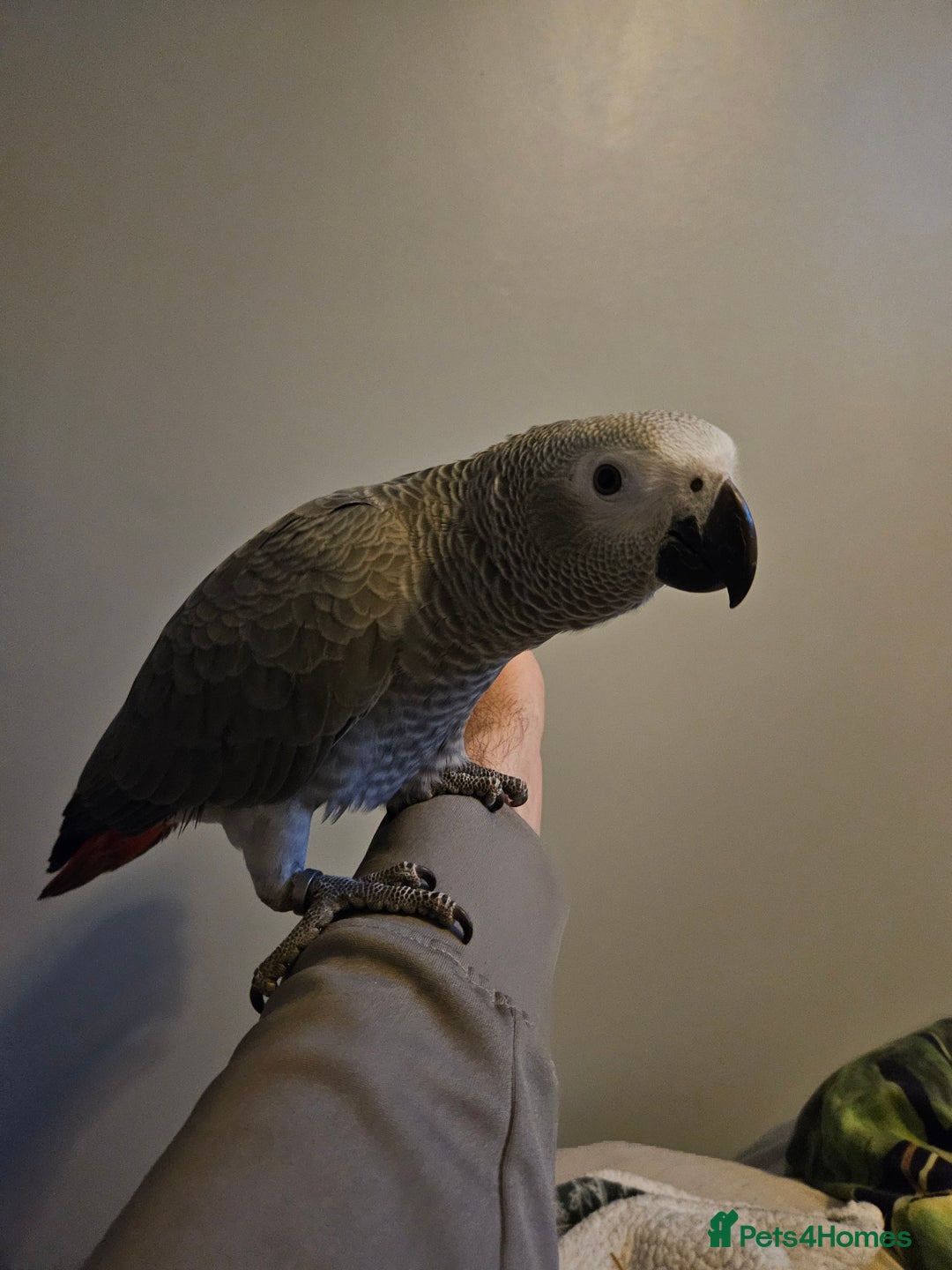 Parrots birds for sale: Baby female african grey super tame - Advert 2