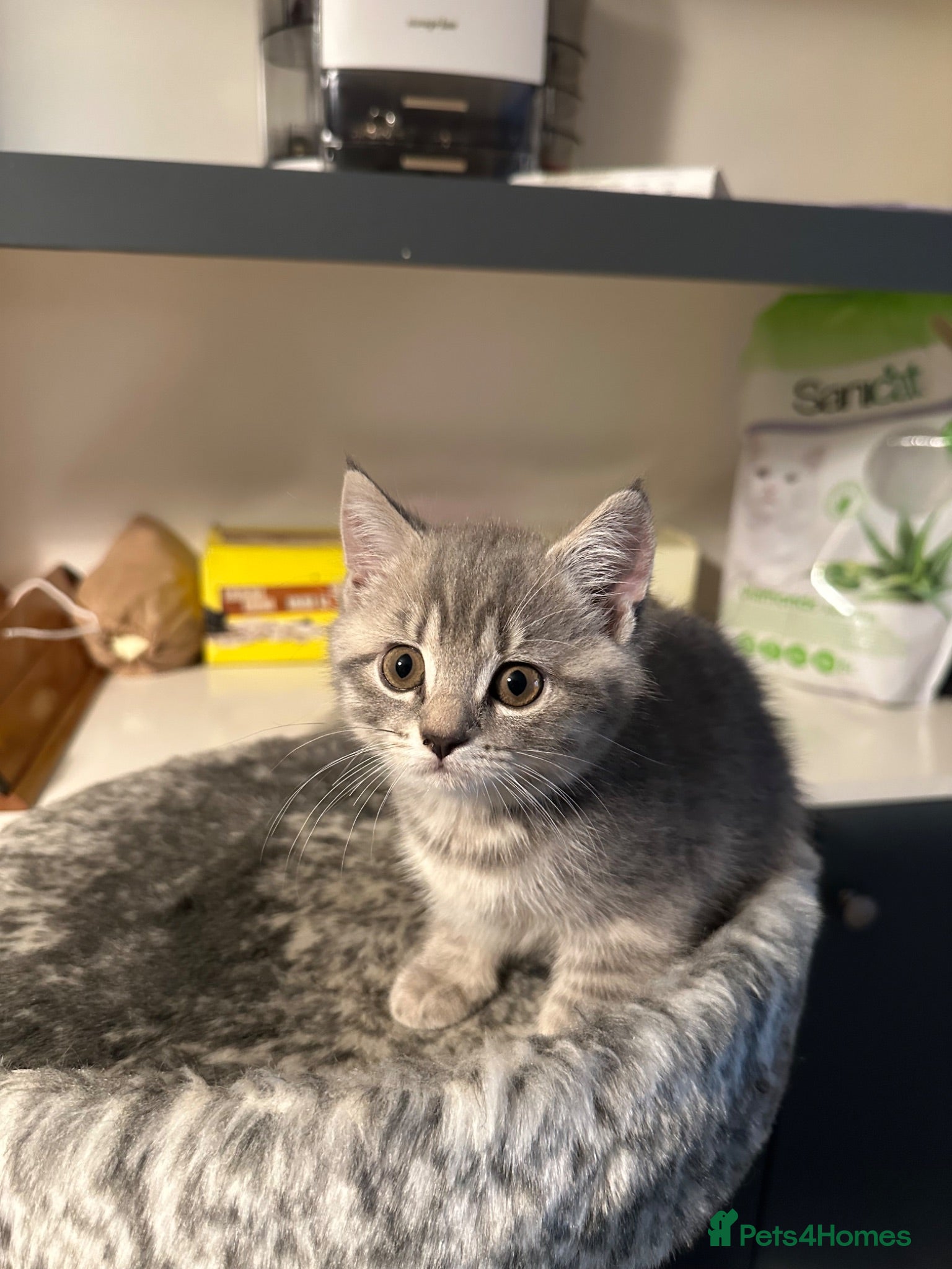 British Shorthair cats Adorable 2MonthOld Kittens Looking for LovingHomes - Advert 1