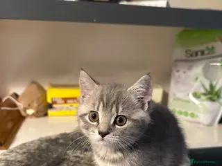 British Shorthair cats Adorable 2MonthOld Kittens Looking for LovingHomes - Advert 1