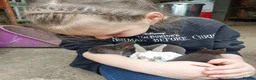 Rex rabbits for sale: Baby Pedigree mini Rex - vaccinated  - Advert 4