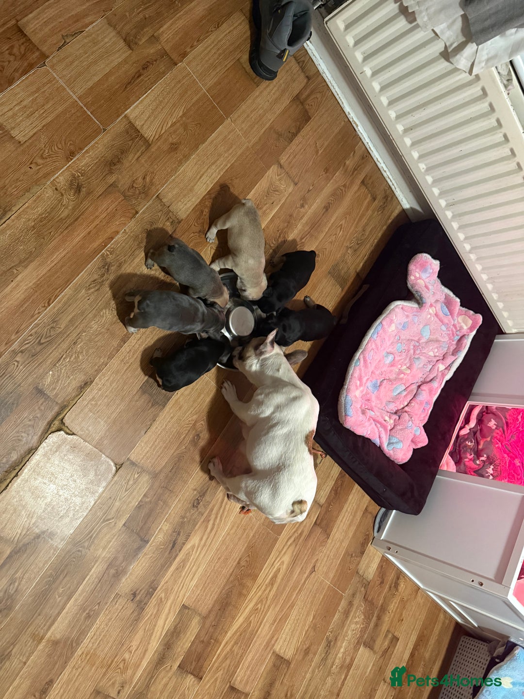 French Bulldog dogs for sale: 2 female French bulldog - ready soon  - Image 1