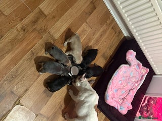 French Bulldog dogs - Advert 1