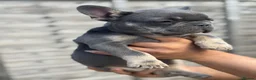 French Bulldog dogs for sale: Top Quality French Bulldog Puppies - Advert 15