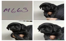 Labrador Retriever dogs for sale: Lovely Chunky Labrador Puppies - Image 7