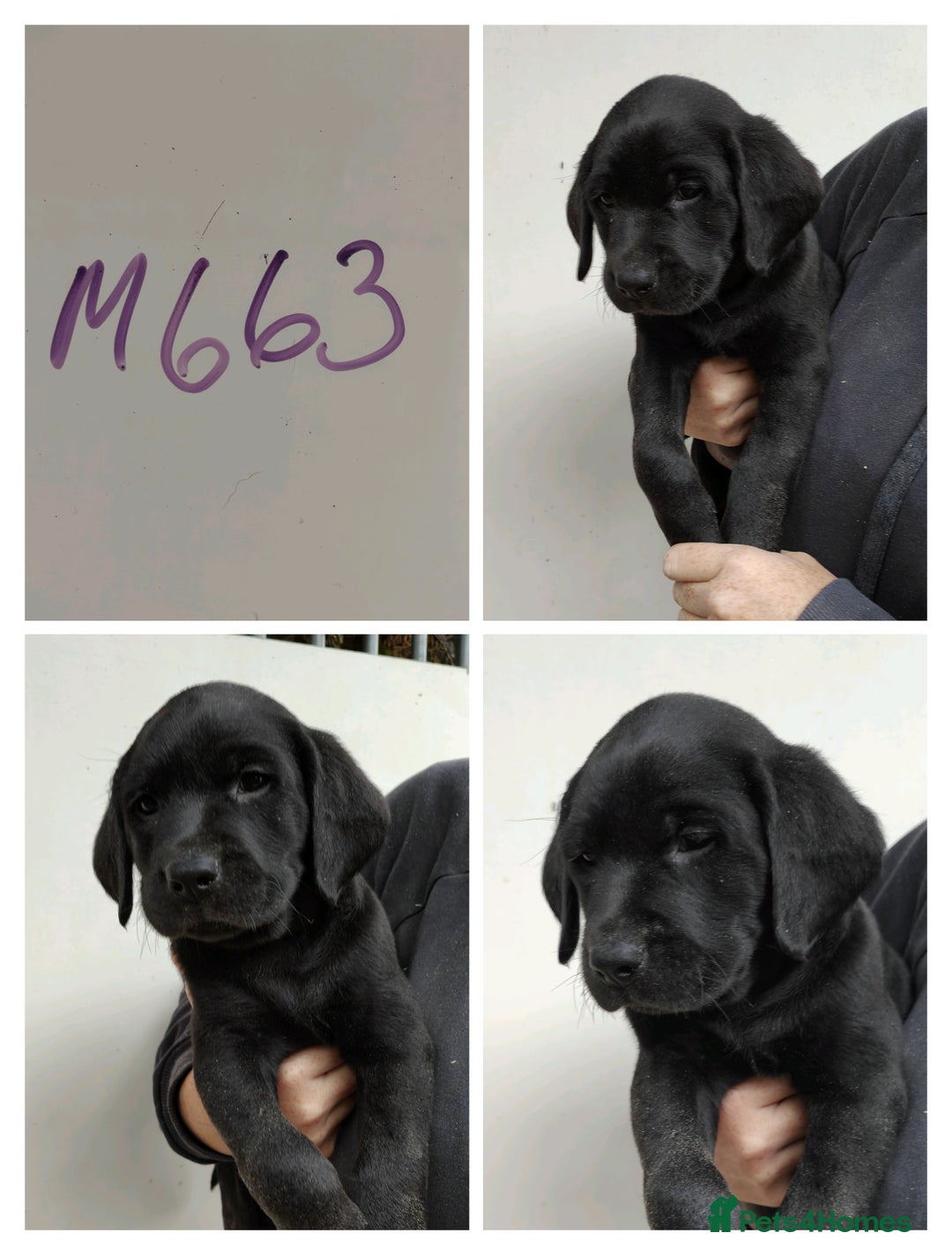Labrador Retriever dogs for sale: Lovely Chunky Labrador Puppies - Image 7