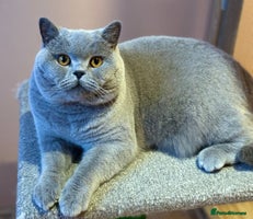 British Shorthair cats British shorthair blue boys - Advert 13