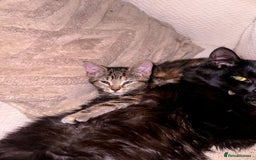 Mixed Breed cats for sale: Pretty little girls  - Image 11