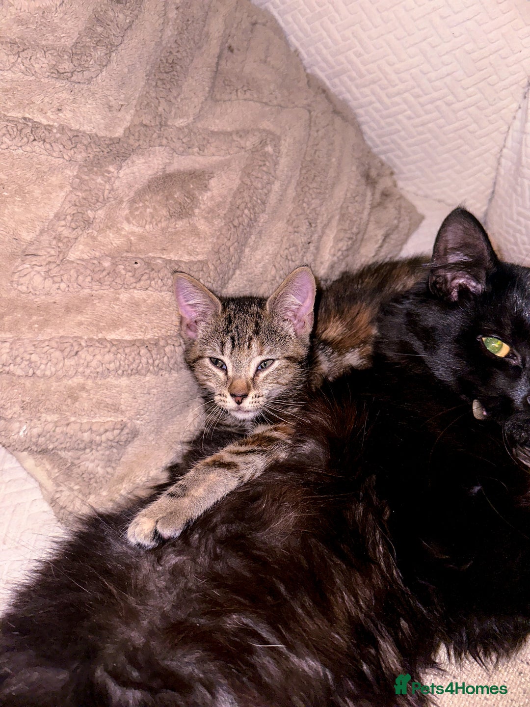 Mixed Breed cats for sale: Pretty little girls  - Image 11