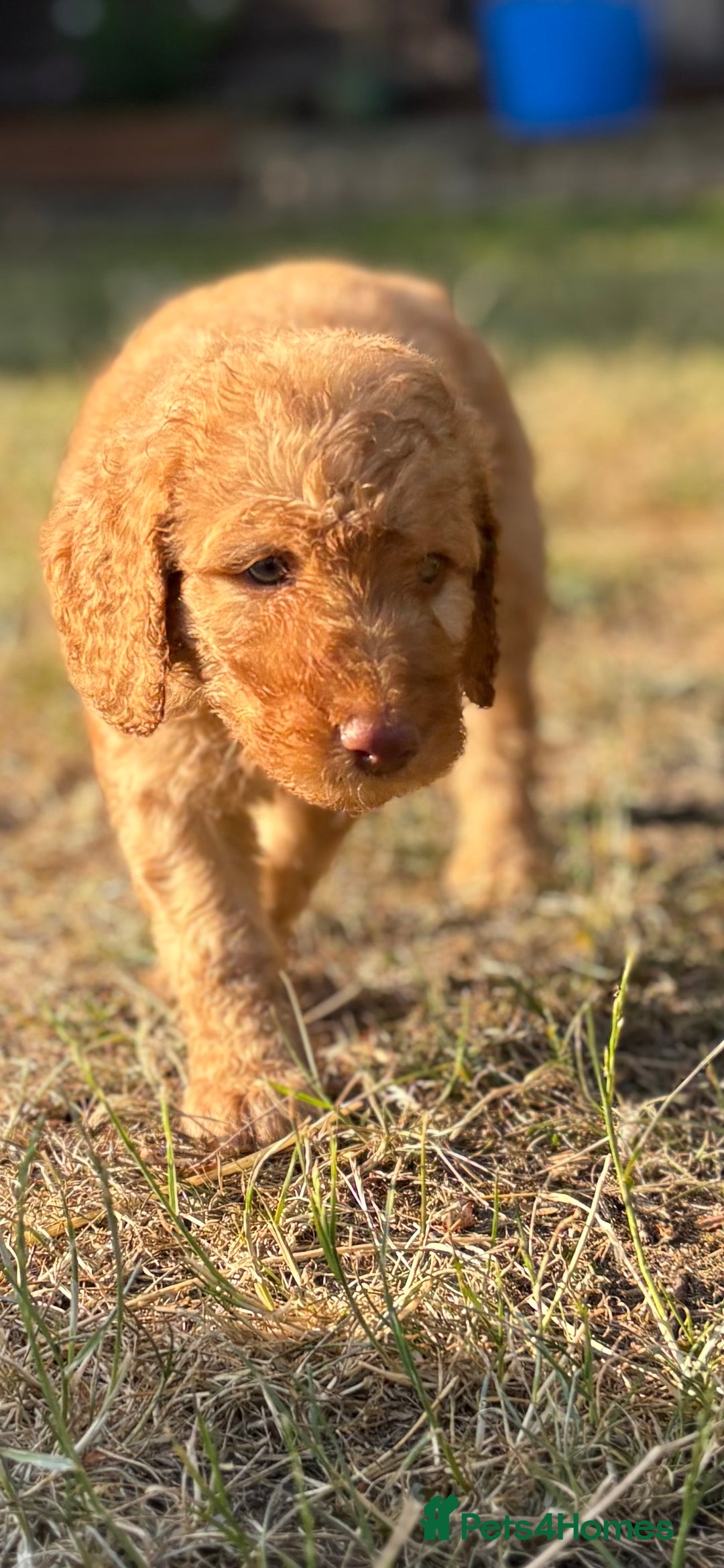 Labradoodle dogs for sale: F1B Labradoodles: available from Aug 2nd. in Uxbridge - Image 32