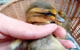 Ducks poultry for sale: Apricot and Mallard Indian Runner Ducklings - Image 7