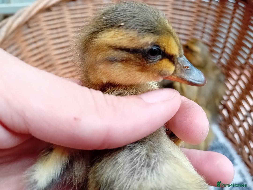 Ducks poultry for sale: Apricot and Mallard Indian Runner Ducklings - Image 7