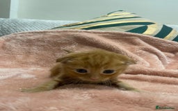 Scottish Fold cats for sale: Male Scottish Fold Available  - Image 7