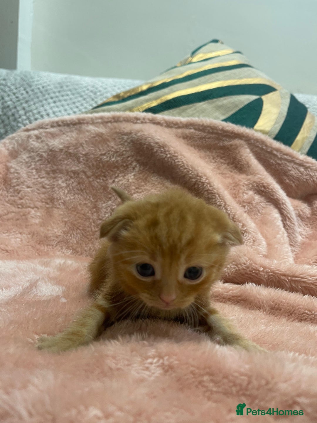 Scottish Fold cats for sale: Male Scottish Fold Available  - Image 7