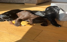 Sprocker dogs for sale: Sprocker spaniel puppy  - Image 9
