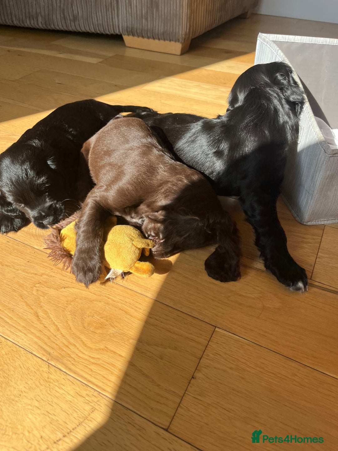 Sprocker dogs for sale: Sprocker spaniel puppy  - Image 9