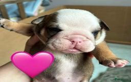 English Bulldog dogs for sale: English bulldog puppies - Image 6