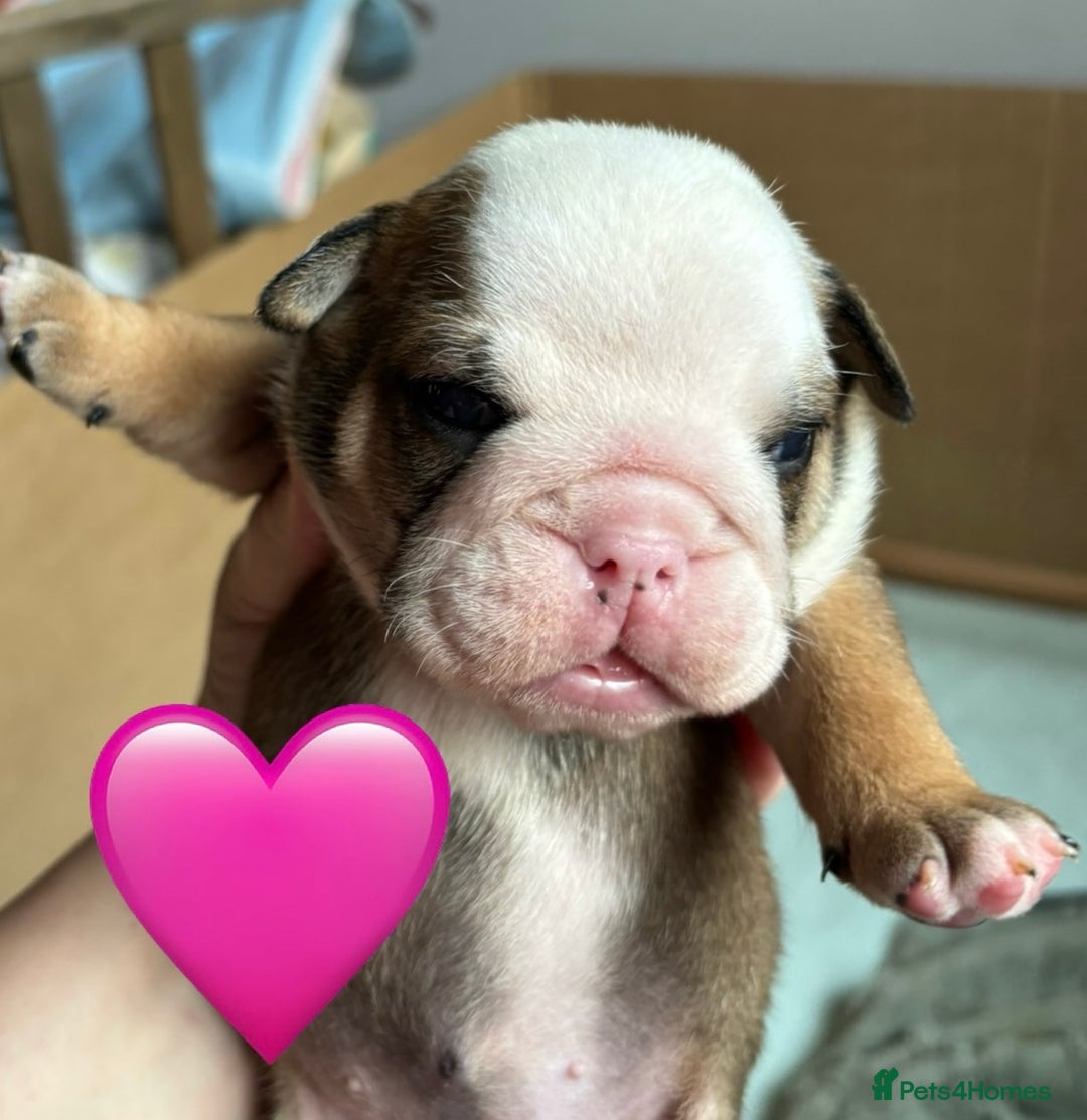 English Bulldog dogs for sale: English bulldog puppies - Image 6