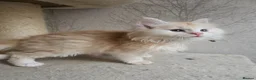 Maine Coon cats for sale: RARE Red High Silver Stunning Maine Coons Boys - Advert 12