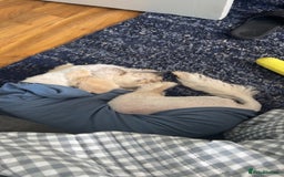 Labradoodle dogs for sale: Male labradoodle, 8 months - Image 2