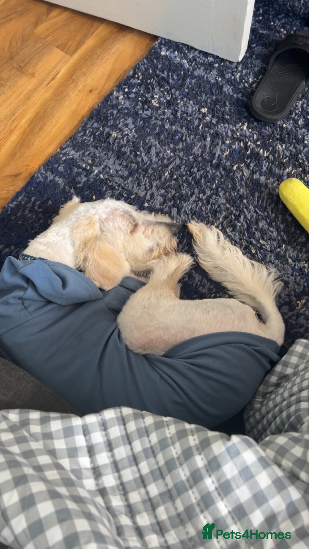 Labradoodle dogs for sale: Male labradoodle, 8 months - Image 2