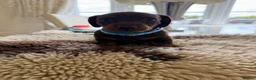 Miniature Dachshund dogs for sale: Miniature Dachshund Puppies  in Sheerness - Advert 11
